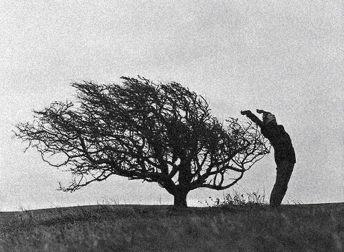 Figura in movimento accanto a un albero, immagine associata al corso di Danza contemporanea
